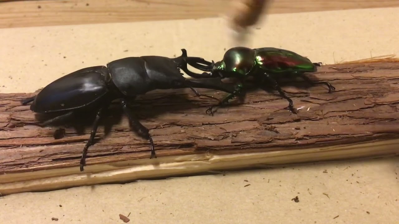 ウンナンヒラタVSニジイロクワガタ