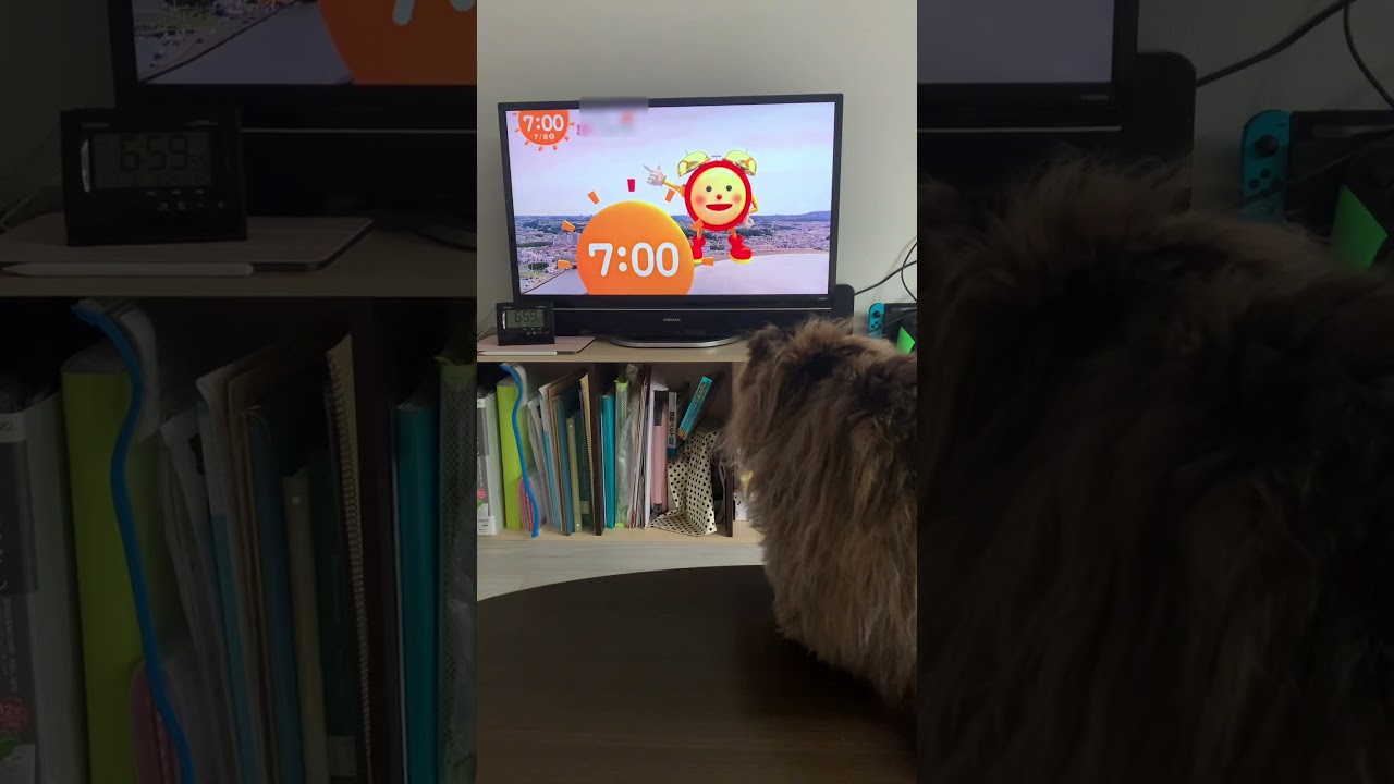 めざましくんに飛びかかる猫4