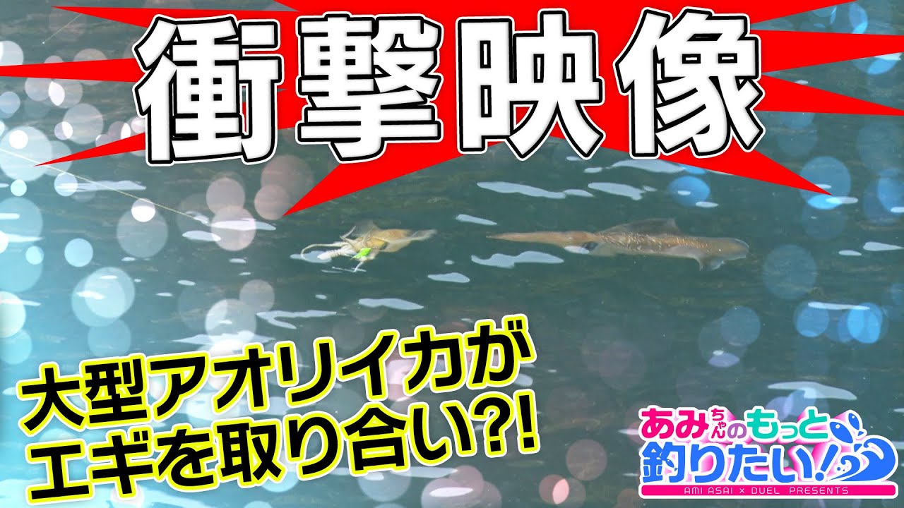 日本海でエギングゲーム!エギの取り合いで大型アオリイカが接近!?in福井|あみちゃんのもっと釣りたい!第152話(1298)