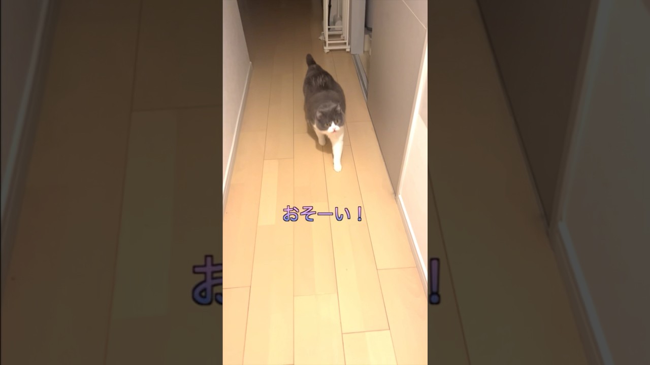 🐯「おそくまでお疲れ様❤️」#お出迎え猫