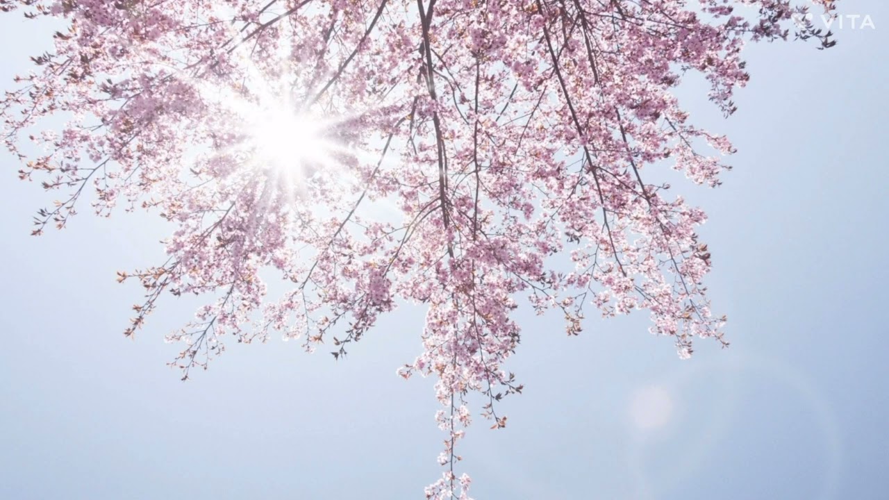 【アカペラ・編集なしで歌ってみた】花は咲くプロジェクト-花は咲く