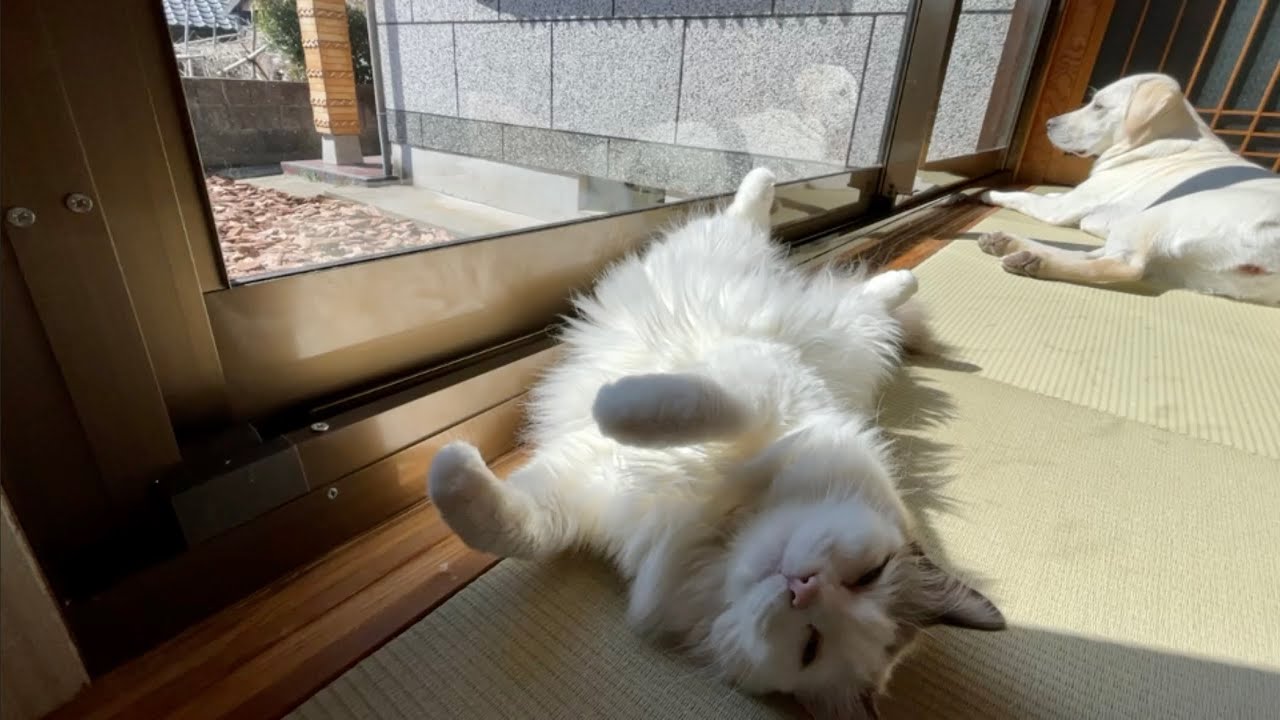 姫たちの優雅な午後の光合成姿が美しすぎて涙がこぼれる５秒前