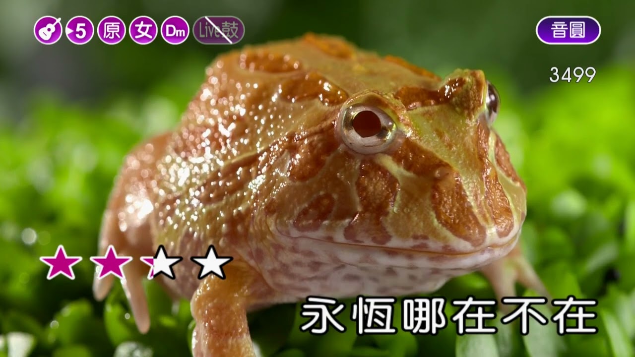 月光愛人~李玟~女原Dm調~伴奏~導唱(丙)