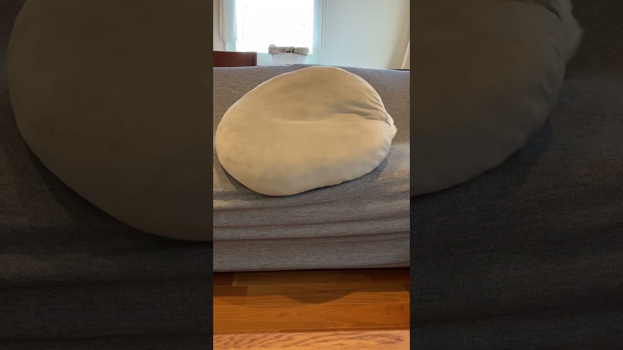 クッションの裏で何かと戦うパグ太郎#パグ太郎 #パグ #鼻ぺちゃ #pug #一人遊び #shorts