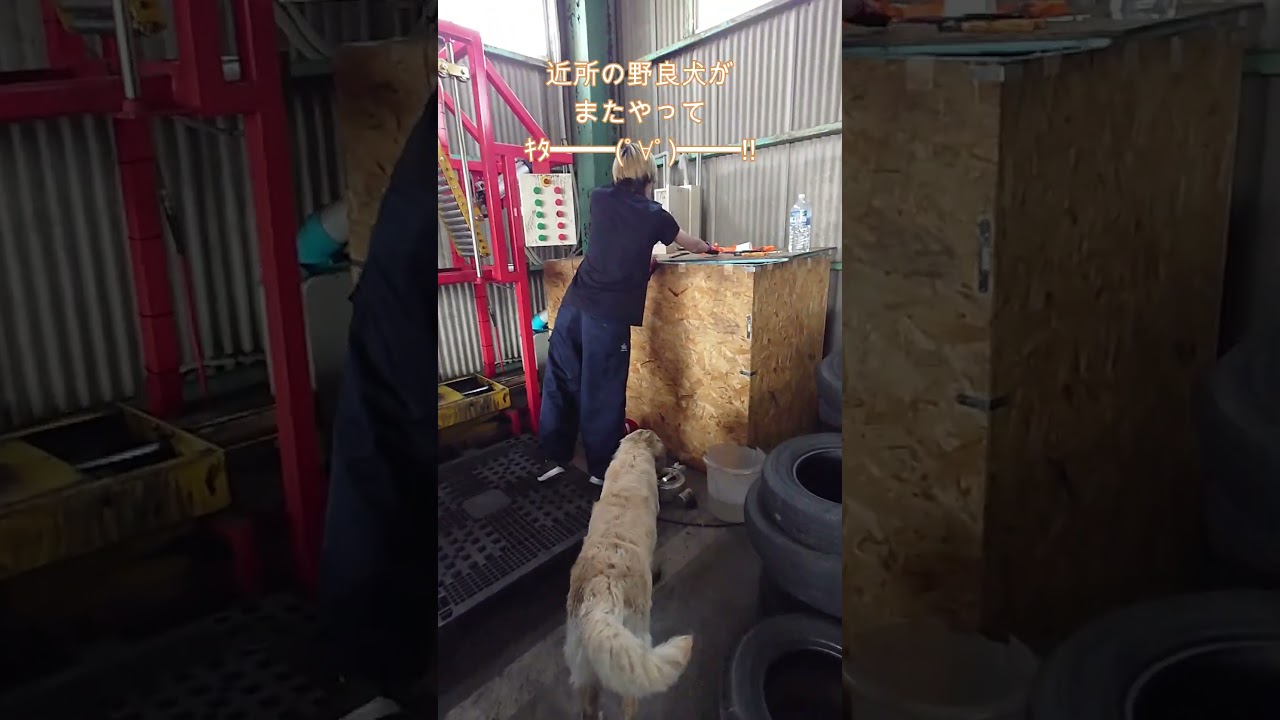 また来た。近所の野良犬がやって来たようです。