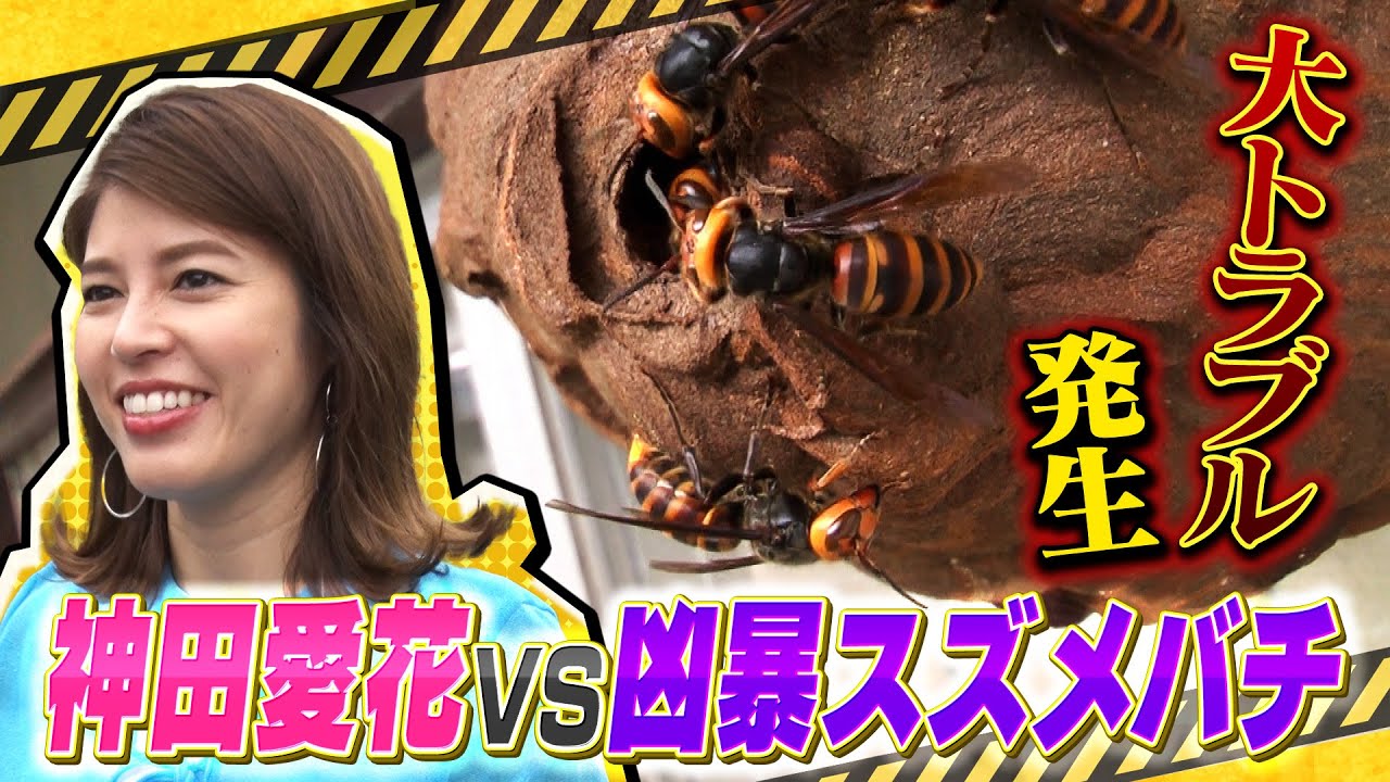 「迷惑生物から住民を守れ！凄腕！危険生物バスターズ２」　フリーアナウンサー・神田愛花がハチ駆除に初挑戦！！　#神田愛花 #危険生物 #スズメバチ #駆除 #テレビ東京