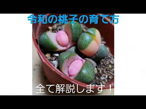 店員でも教えてくれない令和の桃子の本当の育て方を全て解説します！たった4つのテクニック