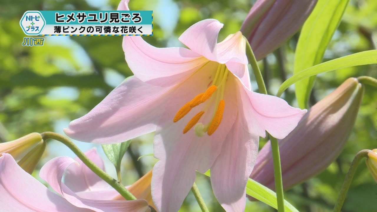 2023年6月7日Nトピ＋プラスNEWS