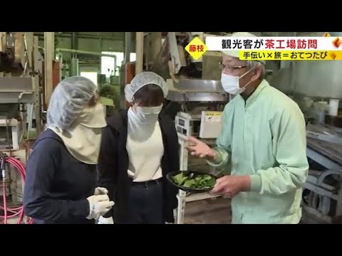 旅と手伝いを楽しむ「おてつたび」観光客が茶工場で製造工程を学び片付けも体験　静岡・藤枝市