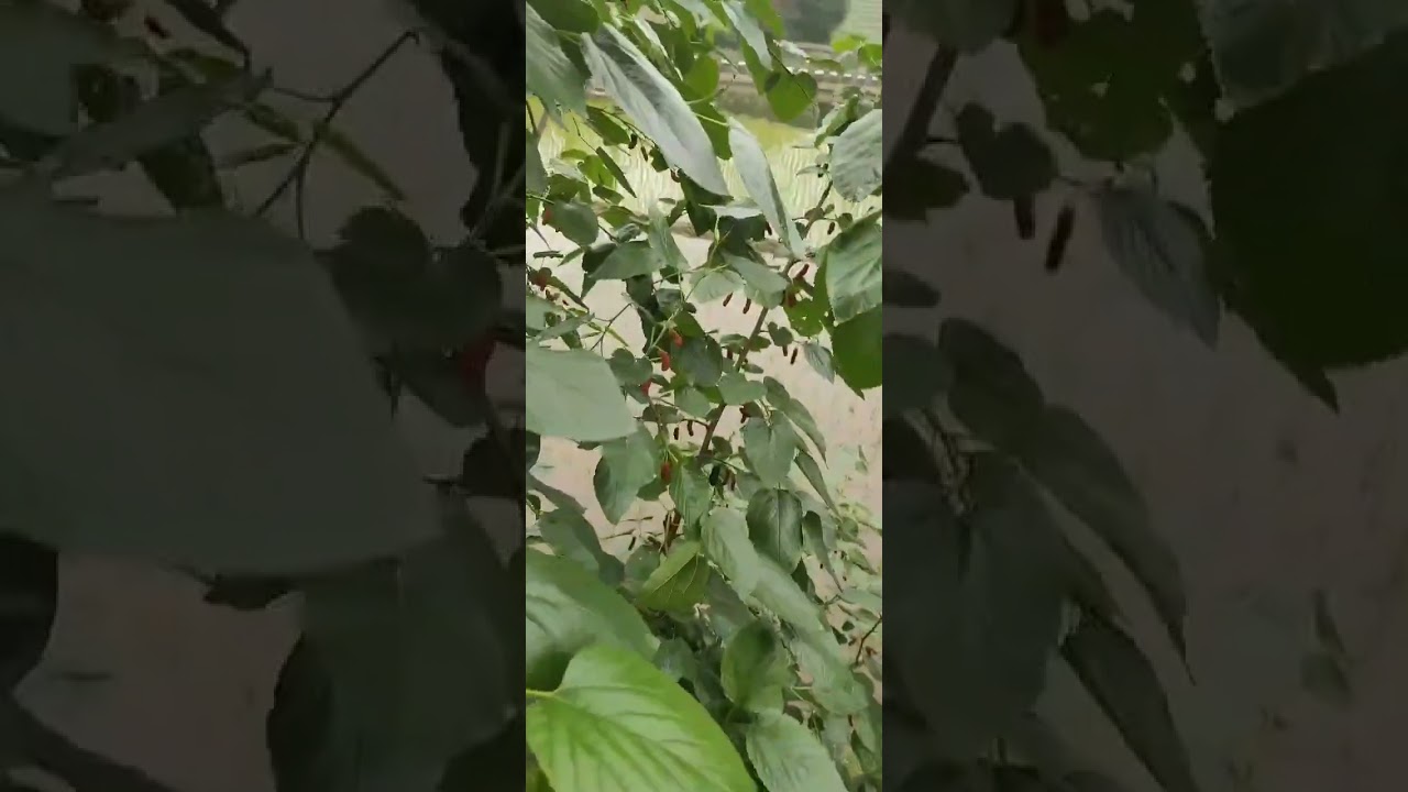 桑子樹