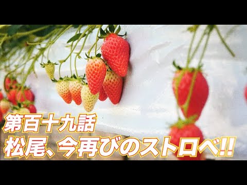 松尾アトム前派出所のりんご長者の旅！第119話「松尾、今再びのストロベ!!」
