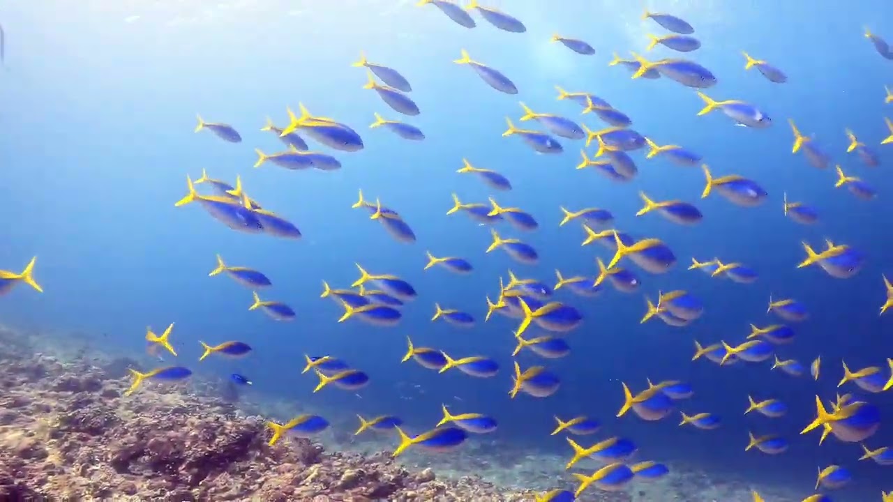 2023.5.15 | ✒️5月15日ゴビログ「平和な海」 | 【ダイブ ゴビーズ  DIVE Gobies】沖縄慶良間(ケラマ)阿嘉島のダイビングショップ
