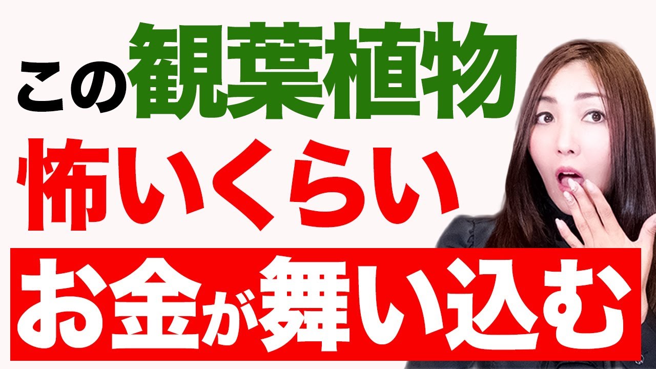 【2023年最新版】置くだけで信じられないくらい金運変わります。今年は〇〇の観葉植物を置いてください！