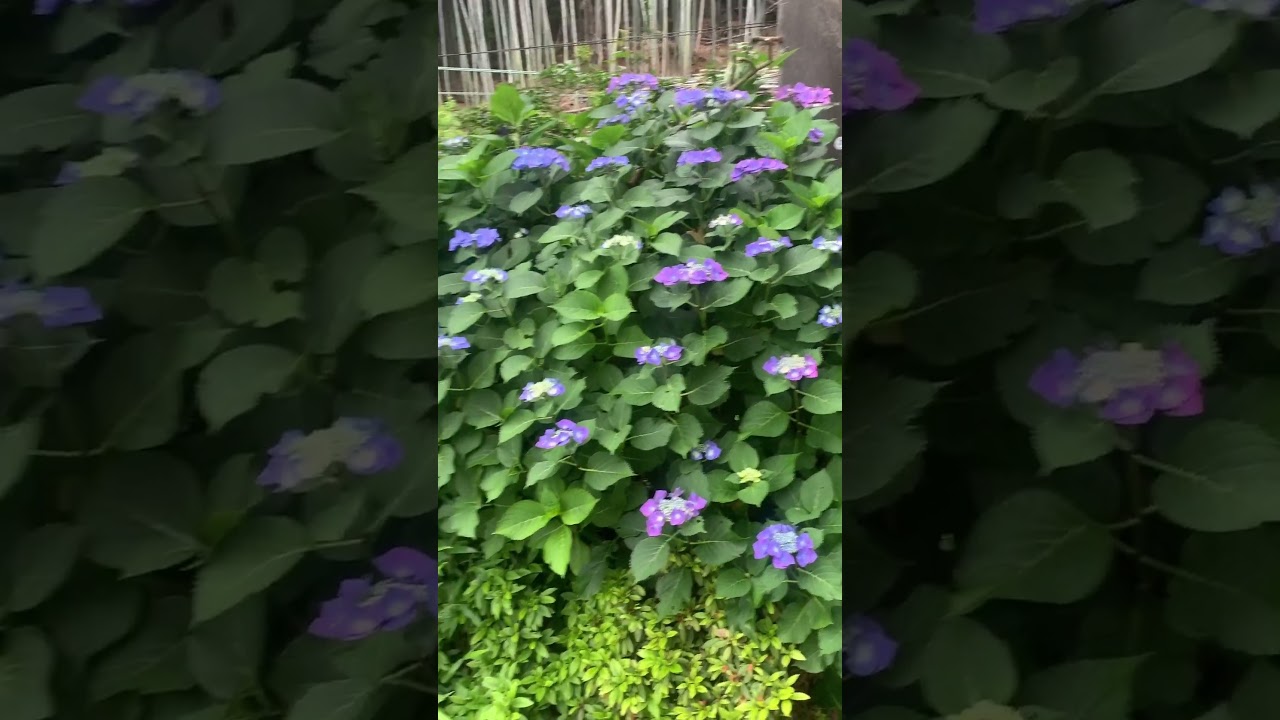 きれいなアジサイの横を特急しおかぜが通った　愛媛県今治市菊間町