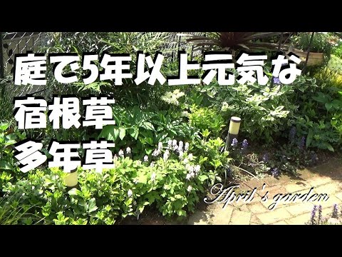 我が家の庭でも5年以上も咲き続けている強い宿根草や多年草
