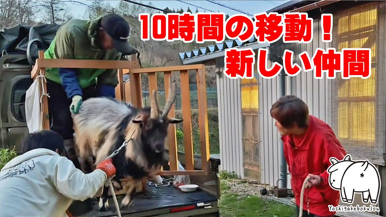 約10時間の移動！新しい仲間が増えました♪「オスヤギのてん」よろしく！！ 2023年4月2日 Goat Farm 手作りヤギ牧場　吉がけ牧場