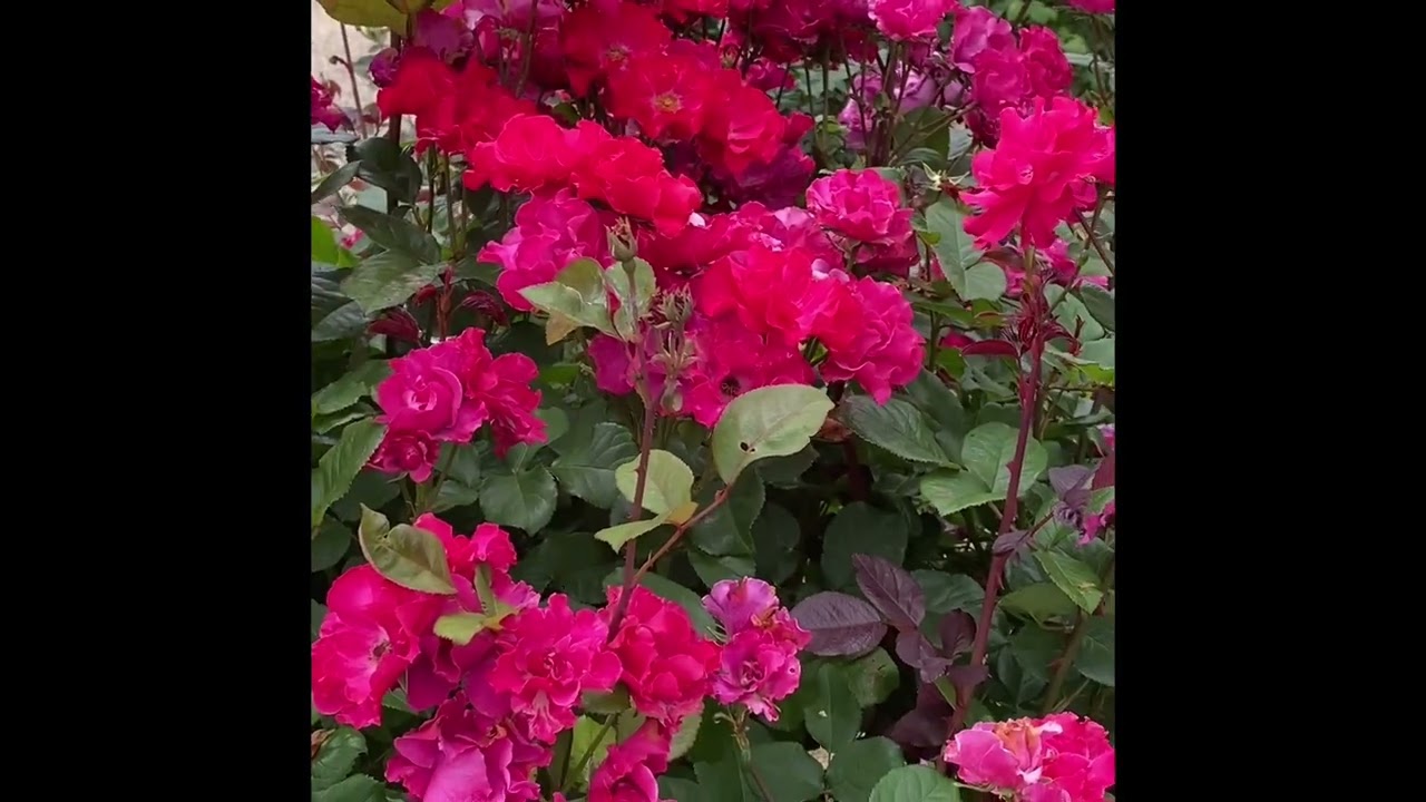 菊間の瓦館の薔薇園    2023年5月20日