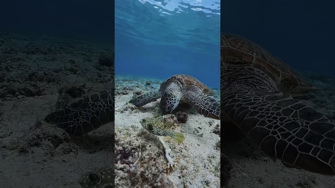 平和な世界　#okinawa #gopro #ocean #shorts