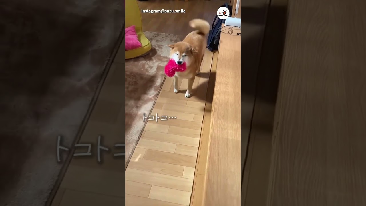 【トコトコ…】小さい歩幅で歩いてくる柴犬さん｜PECO