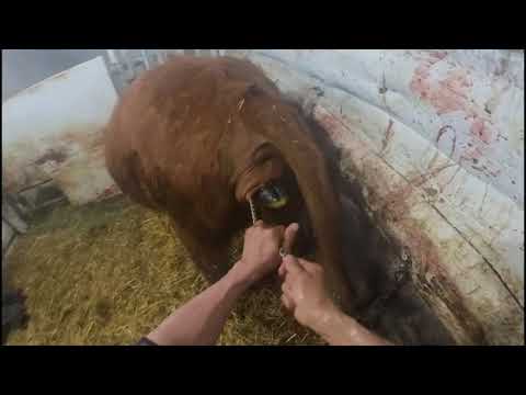 出産介助　helping heifer for calving