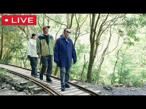 🔴ライブ配信 ブラタモリ5月27日＜屋久島 屋久杉/動画/フル＞2023年5月27日LIVE FULL HD