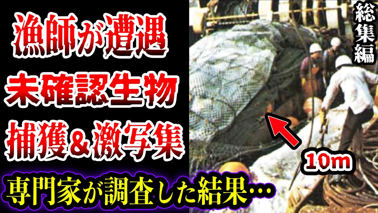 【総集編】【ゆっくり解説】海で漁師が釣り上げた…正体不明の水棲UMA・未確認生物を捕獲しカメラが捉えた19選
