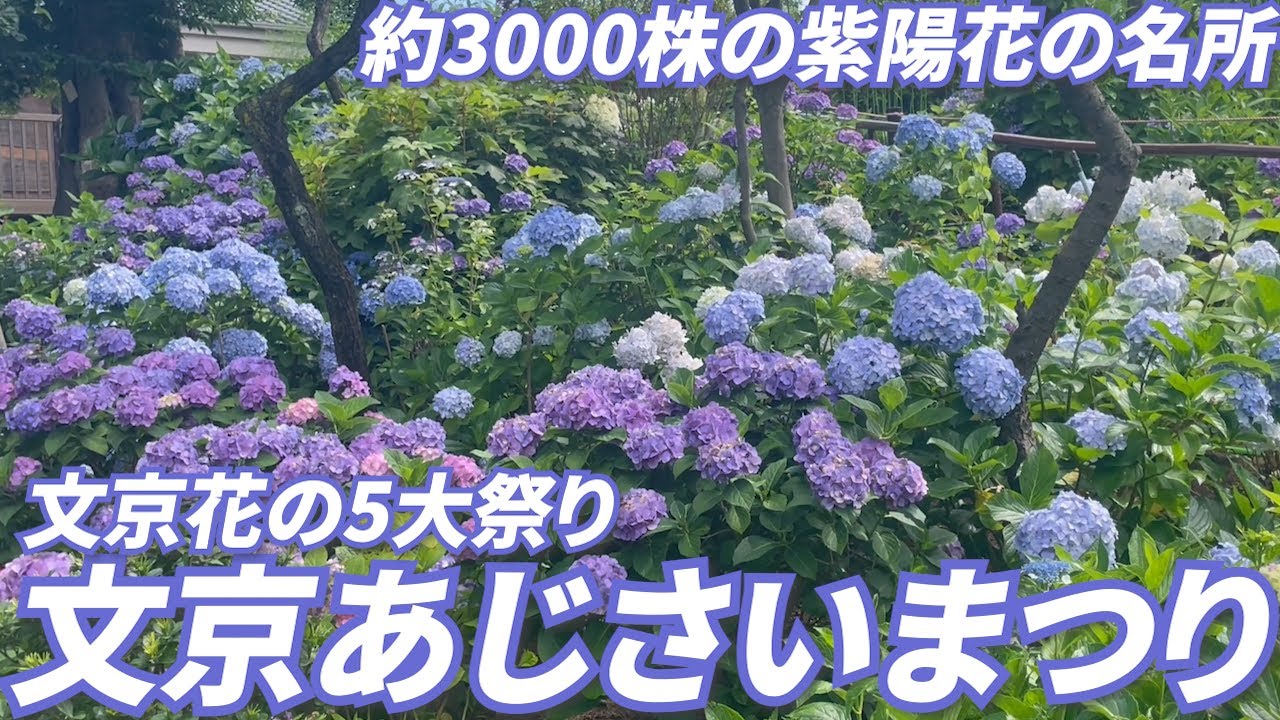 #56【文京あじさいまつり】梅雨の晴れ間に行きたい都内の名所へ