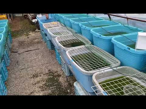 菊間メダカに行ってみた