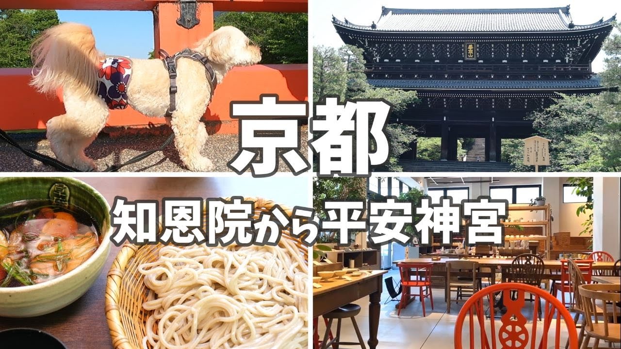 京都🐕地元民おすすめ！絶対ココ！5月の街歩きとグルメ🍜知恩院 青蓮院 平安神宮まで / 京都観光 京都旅行 京都グルメ #シュイロ #三味洪庵 本店