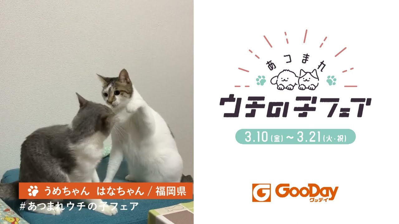 グッデイCM「あつまれ ウチの子フェア4」③篇