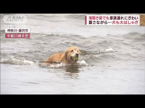海開き前でも家族連れにぎわい　夏さながら…犬も大はしゃぎ(2023年6月18日)