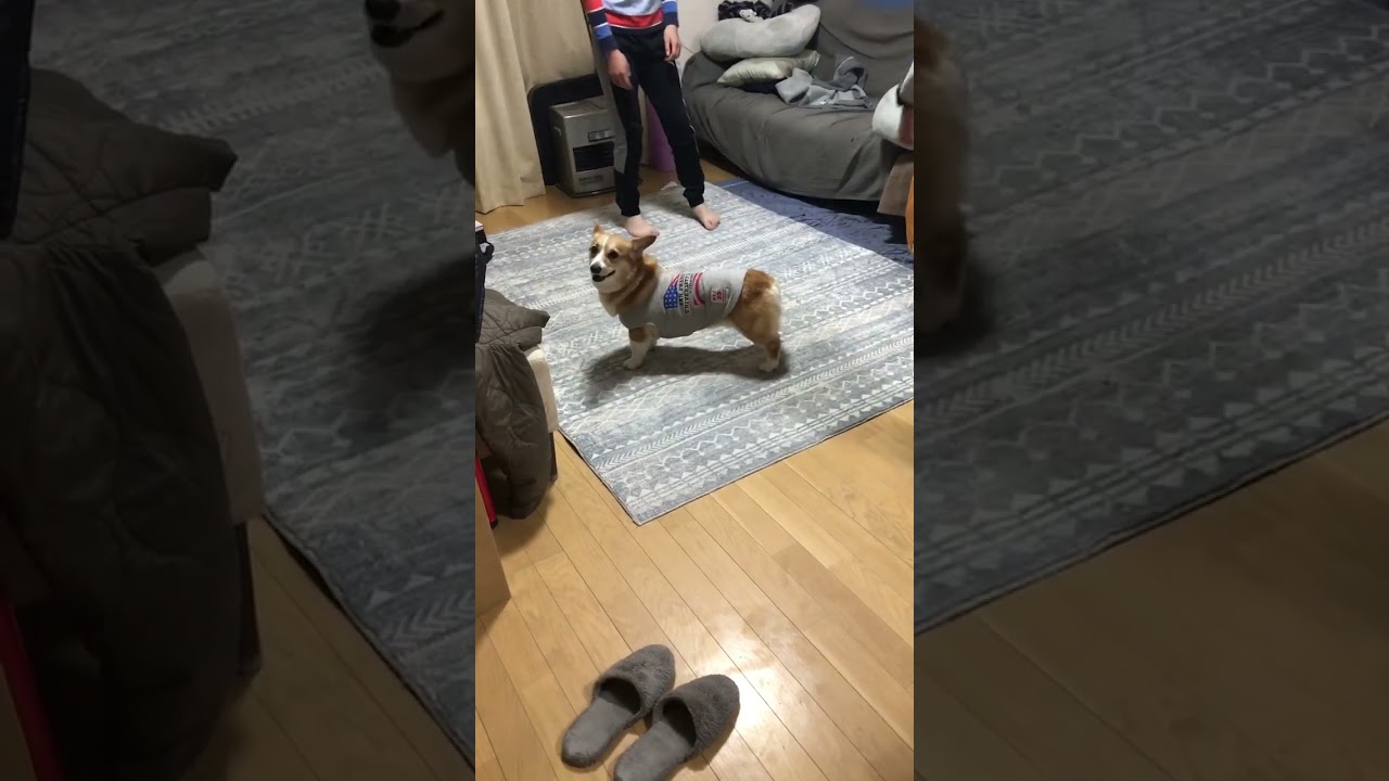 TikTokでバズり中なので再投稿🐶 #shorts #再投稿 #コーギー #tiktok
