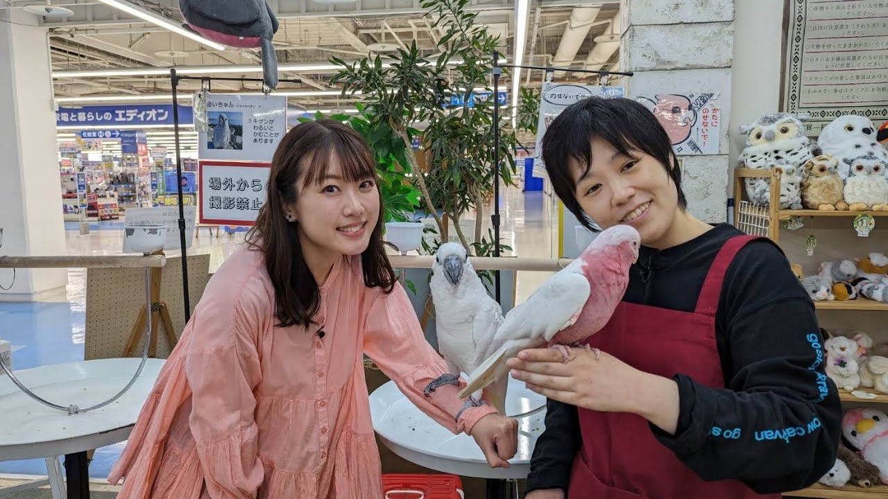 スーパーJチャンネル「あにどこ」
