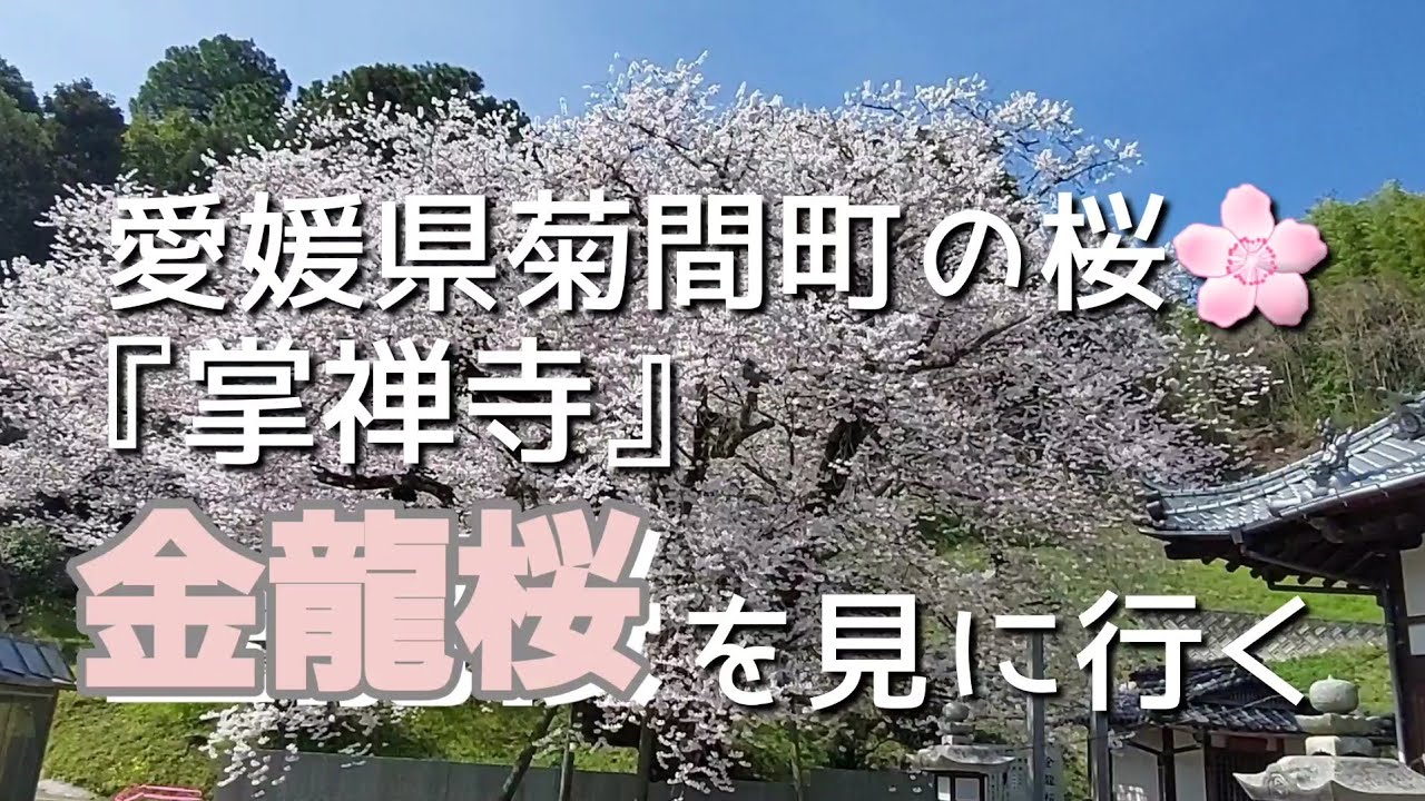 愛媛県菊間町の桜🌸『掌弾寺』金龍桜を見に行く