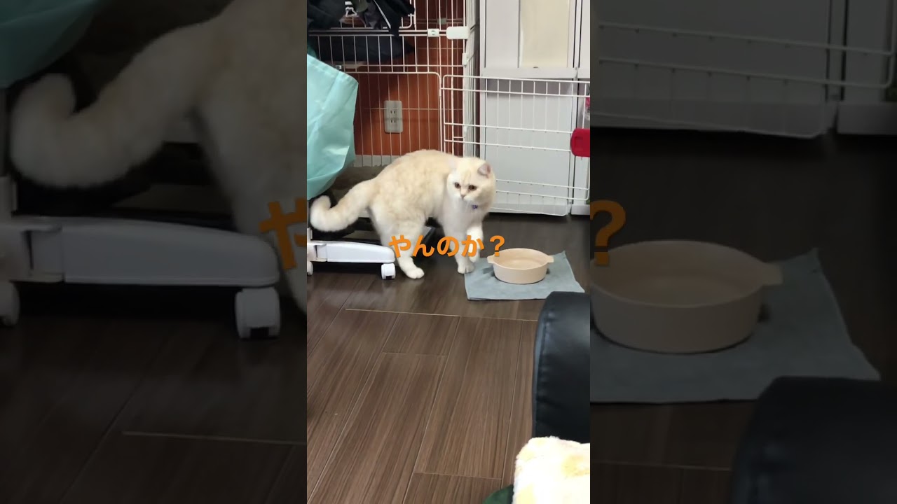 やんのか？〔スコティッシュ〕もっちーむっちー