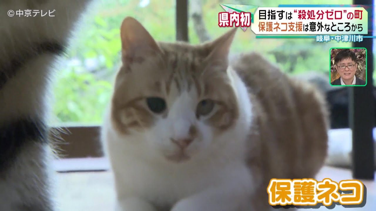 【岐阜県初】目指すのは“殺処分ゼロ”の町　保護ネコ支援は意外なところから…　岐阜・中津川市