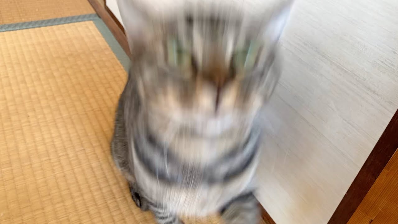 飼い主の顔面めがけて発射される狂暴猫型ロケットがこちら...　まとめ