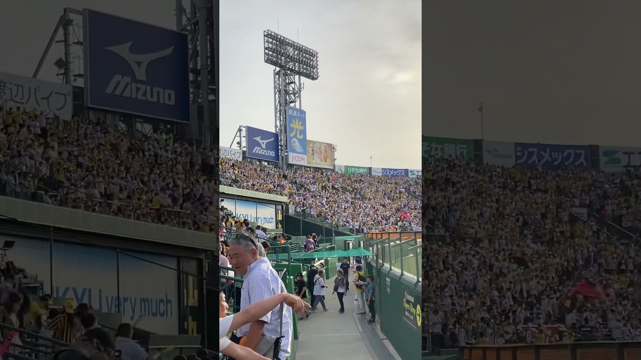 7連勝後の六甲おろし#阪神タイガース