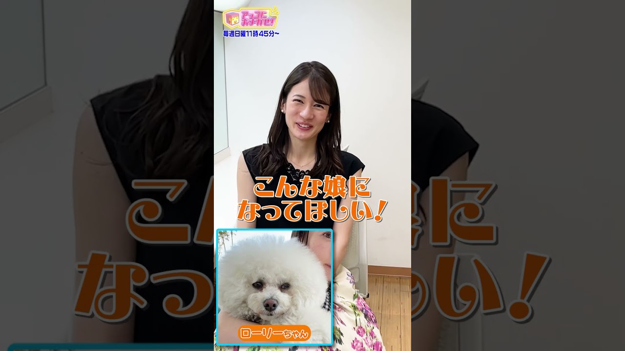 【アッコにおまかせ！】宇内アナの愛犬の美容事情　#shorts