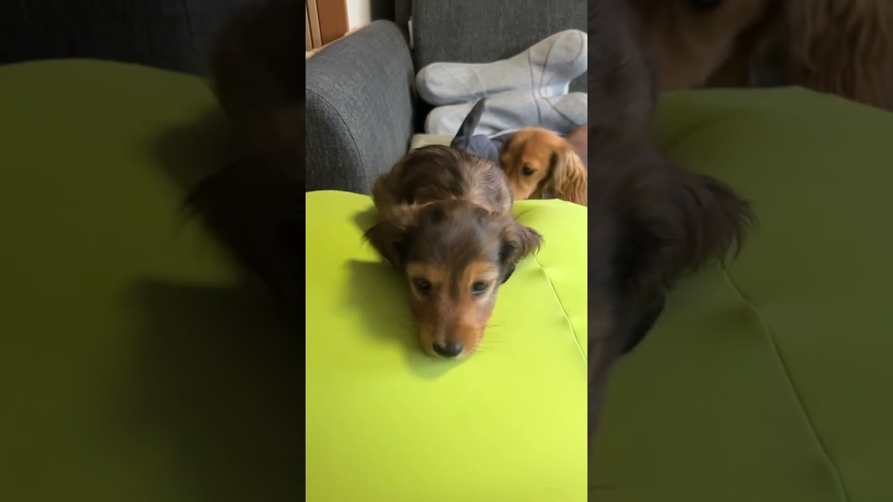 クッションに登ってくる子犬#shorts #ミニチュアダックス #わんこ