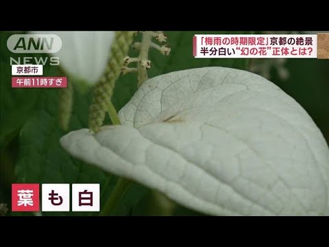 「梅雨限定」京都の絶景　曇り空で映える“床カエデ”＆半分白い“幻の花”(2023年6月23日)