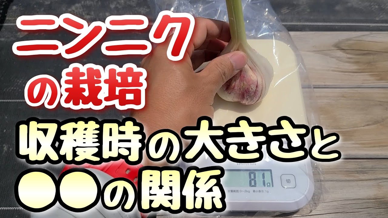 【ニンニクの栽培】小さな種球から大きなニンニクは収穫出来るのか？