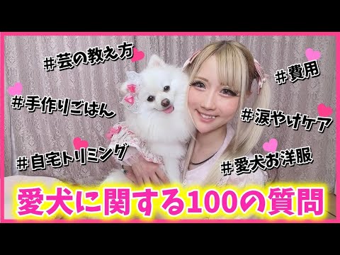 【元犬嫌い】現在愛犬溺愛🩷"おもち"について100の質問に答えてみた🐶【ポメラニアン】【100質】