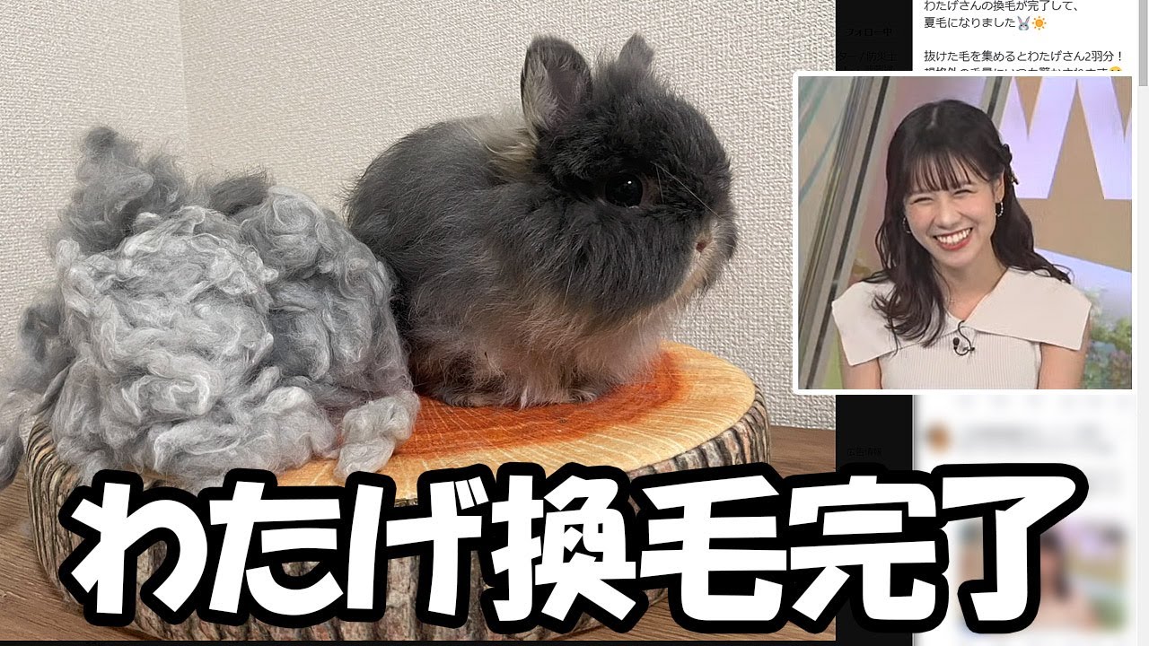 【戸北美月】わたげさんが夏毛への換毛を完了した事をお知らせするお天気お姉さん