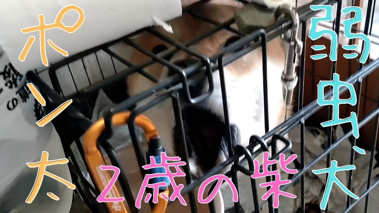 小さい、小さいぞｗｗポン太！！男としての器が