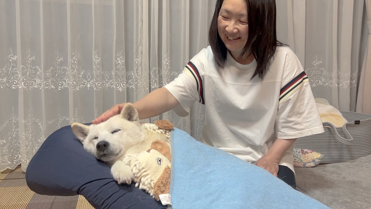 柴犬をダメにする究極ベッド爆誕