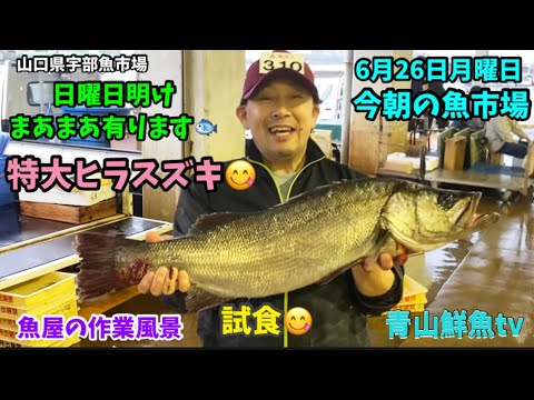 【特大ヒラスズキ】【まあまあ有ります】【魚屋の作業風景】今朝の魚市場6月26日月曜日の水揚げ状況