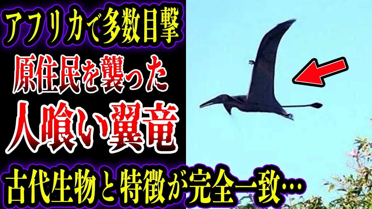 【ゆっくり解説】人を好んで食べる翼竜…アフリカ原住民が恐れる怪物"コンガマトー"の正体とは？目撃証言がヤバい…【UMA・未確認生物】