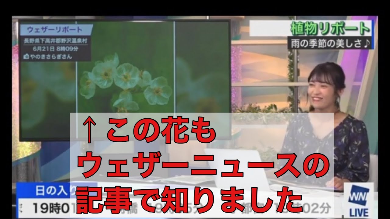山岸愛梨】あいりんの情報源はウェザーニュース