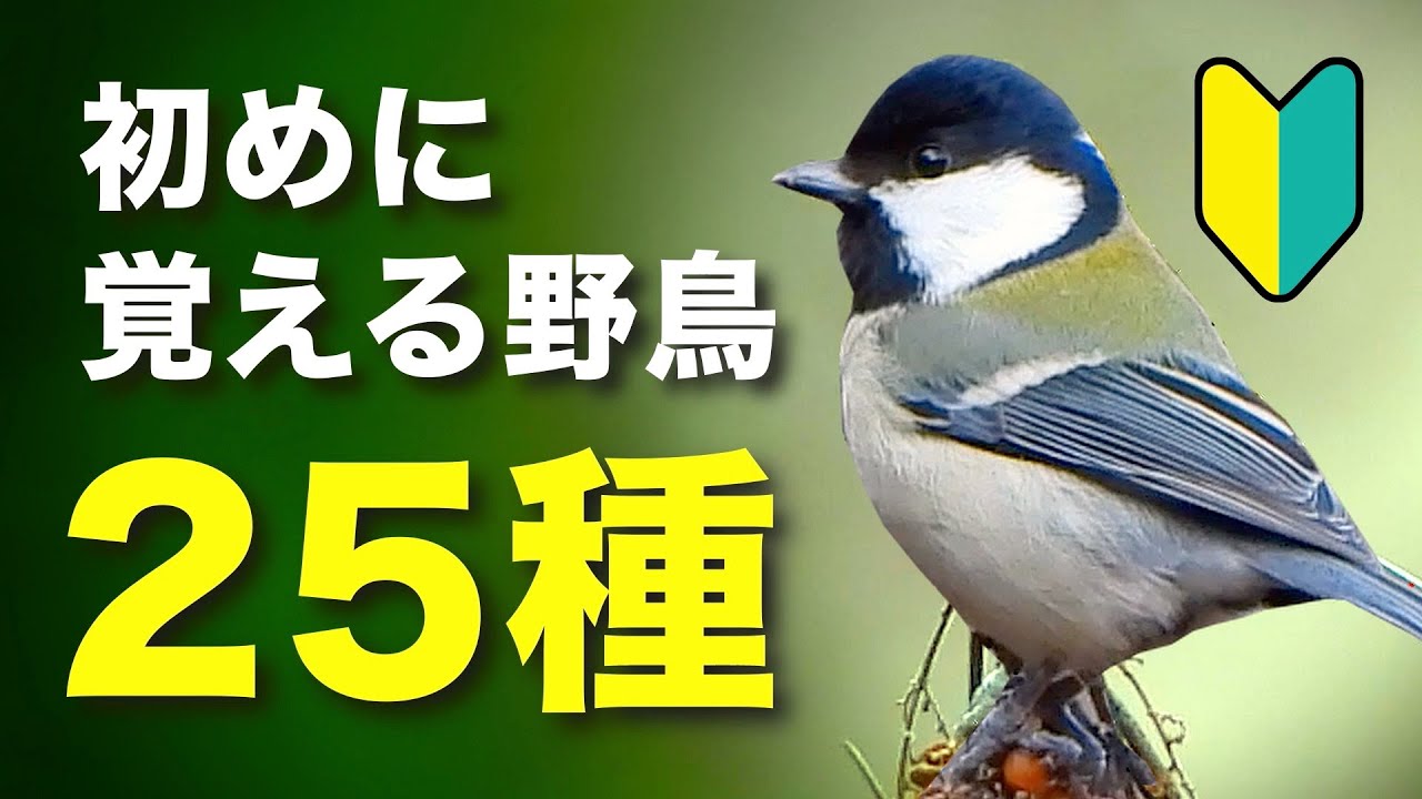 初めての方必見！身近な野鳥を分かりやすく紹介！【鳴き声付き】